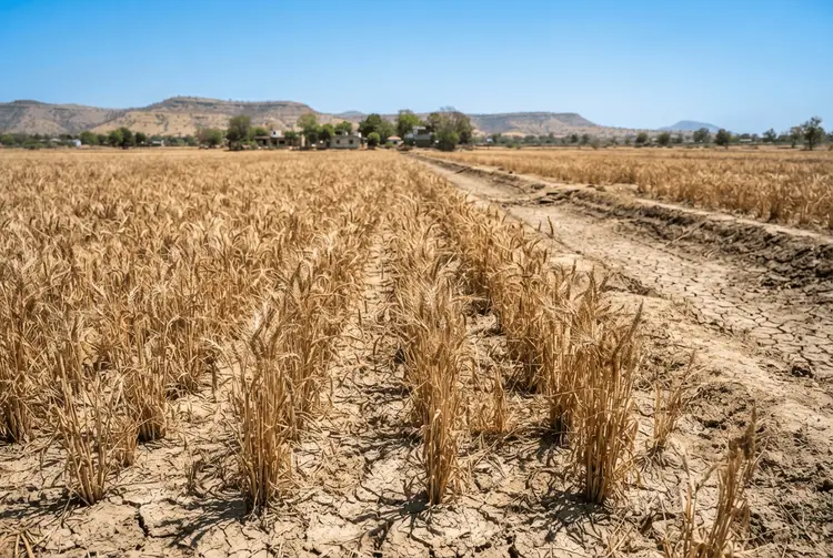 Indien: Super-El-Niño treibt Lebensmittelkrise und Inflation an
