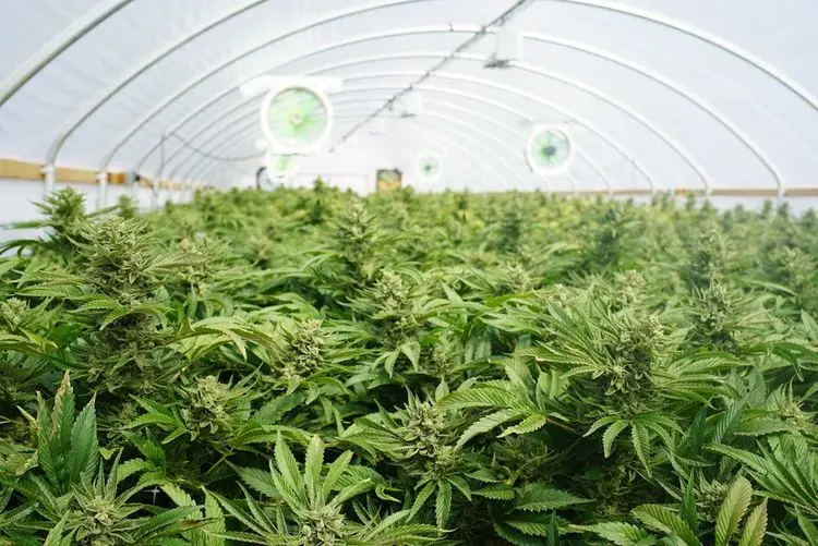 Cannabis: Heute Thema im Bundestag