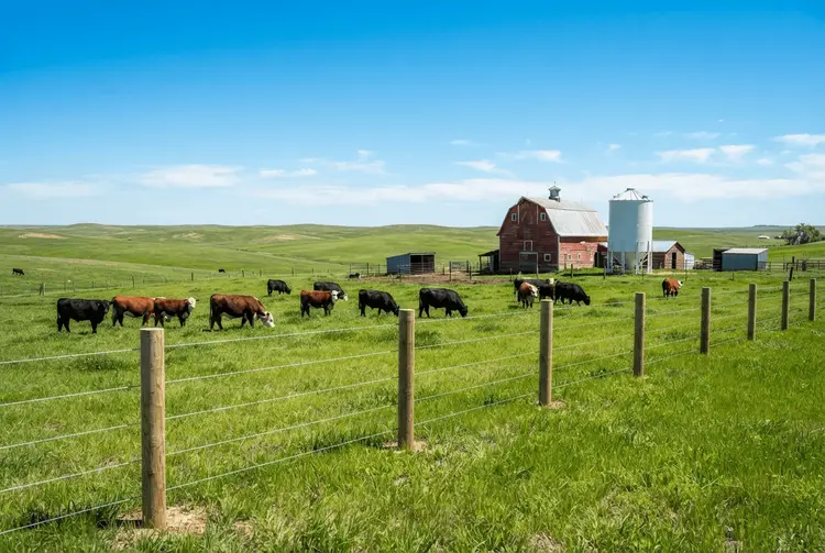 US-Rancher zwischen explodierenden Kosten und Loyalität zu Trump