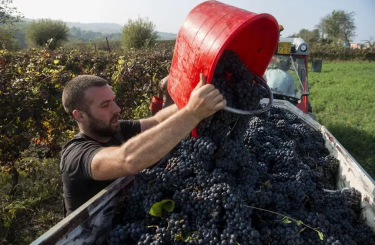  Weltweite Weinproduktion auf historischem Tiefstand