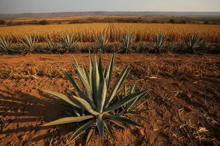 Agave in Indien: Wie eine Wüstenpflanze eine neue Getränkeindustrie begründet