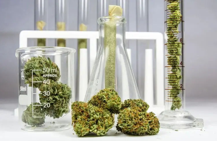 Neuer Schnelltest erkennt Cannabis-Konsum binnen Minuten