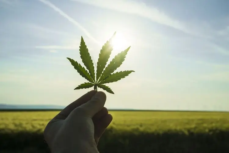 Cannabis-Umsätze fallen um 3%