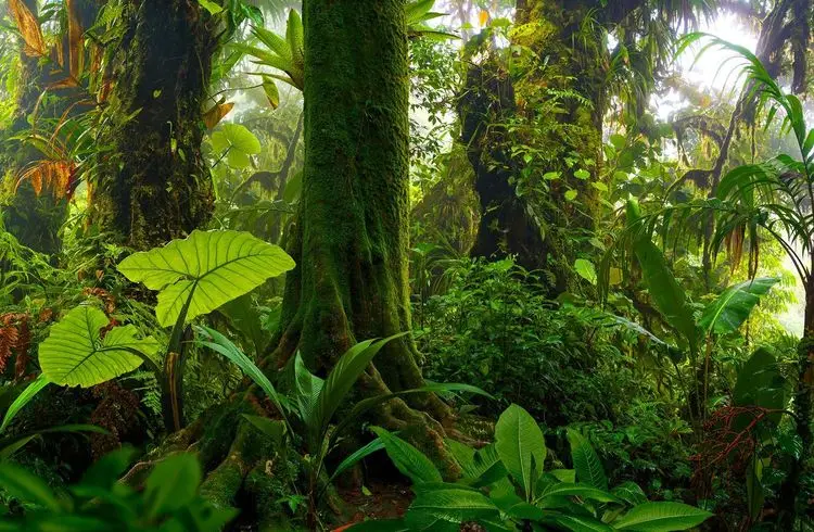Probleme mit der Zerstörung des Amazonas überschatten Brasiliens landwirtschaftliche Fortschritte