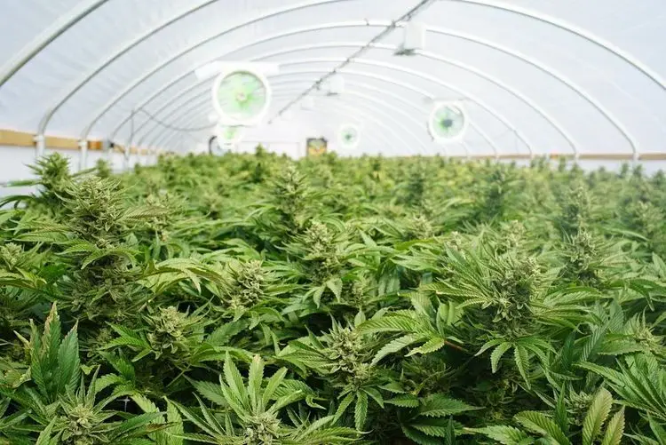 Marihuana-Behörden in Michigan rufen Cannabisprodukte aus Geschäften zurück