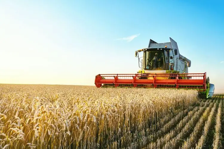 Ukraine warnt vor großen Einschnitten bei der Weizenernte, wenn die russische Blockade anhält