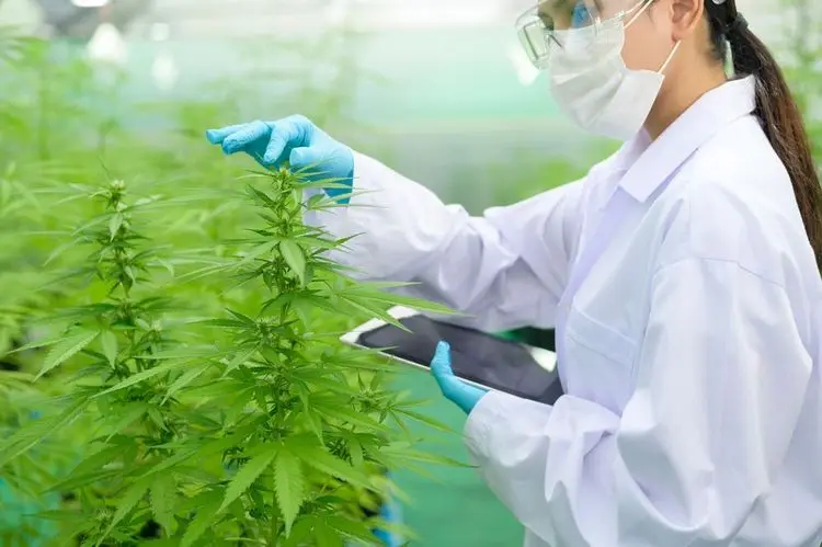 Weniger Interesse an medizinischem THC