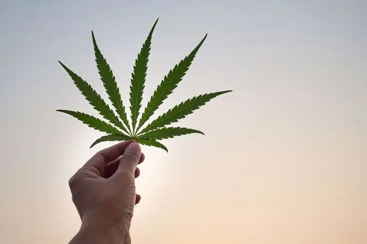 CBD stoppt Coronavirus im Reagenzglas