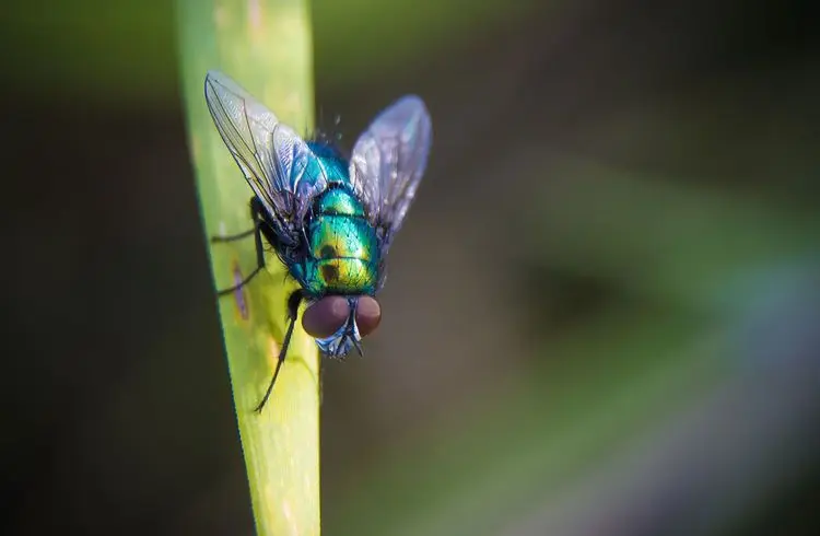 Biokunststoff aus Fliegenpanzern als nachhaltige Alternative