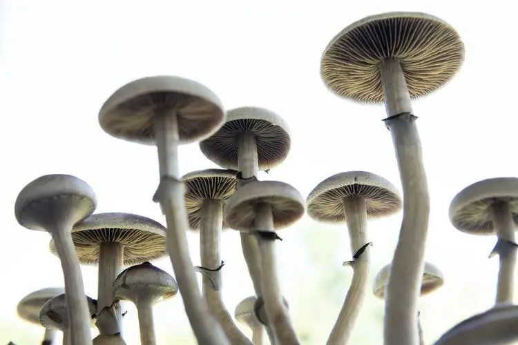 Auf diese drei Psychedelika-Aktien sollten Investoren jetzt achten