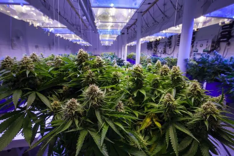 Cannabis-Beschlagnahmungen dramatisch zurückgegangen