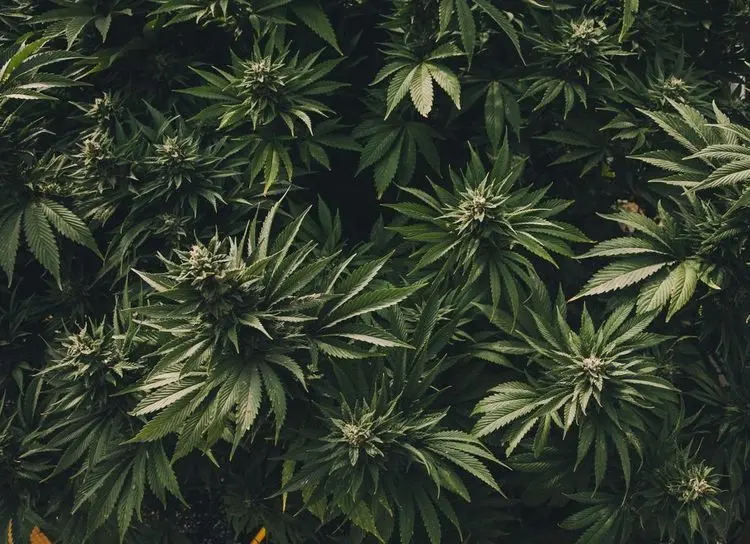 Cannabis kommt zur California State Fair 2022
