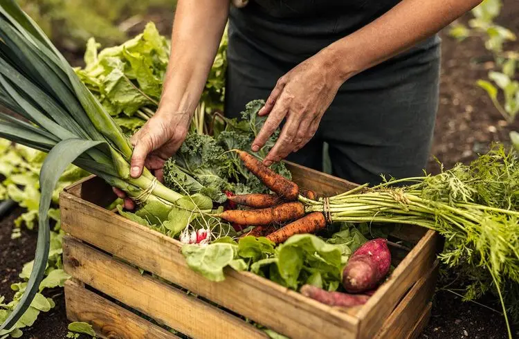 Aufschwung am Bio-Lebensmittelmarkt