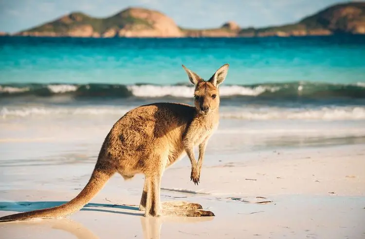 Australischer Dollar steigt nach Inflationsdaten – Yen weiter schwach